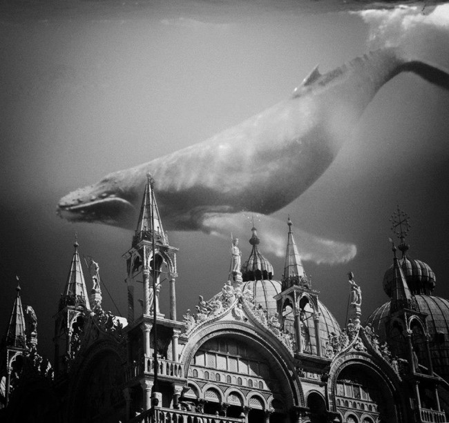 whale | Backlight Studio | sala posa Napoli